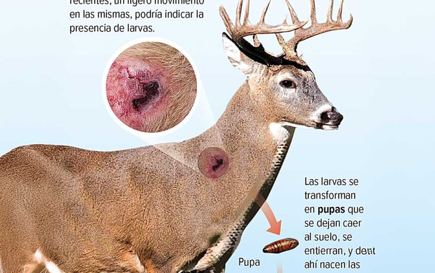 «La amenaza subterránea: descubre cómo un peligroso parásito está poniendo en peligro la vida de los animales salvajes en nuestro país»