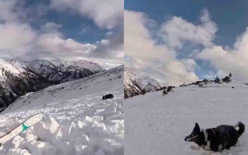 «La montaña de la tragedia: esquiadora y su fiel compañero peregrino se ven atrapados en una apabullante avalancha que deja sin respiración»