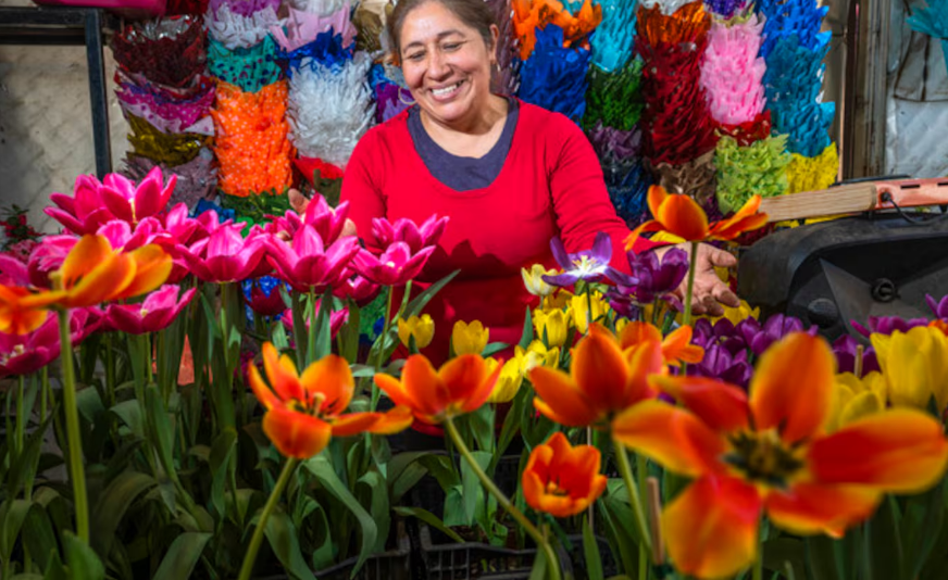 Florece campo mexicano este 14 de febrero con rosas, gladiolas y gerberas