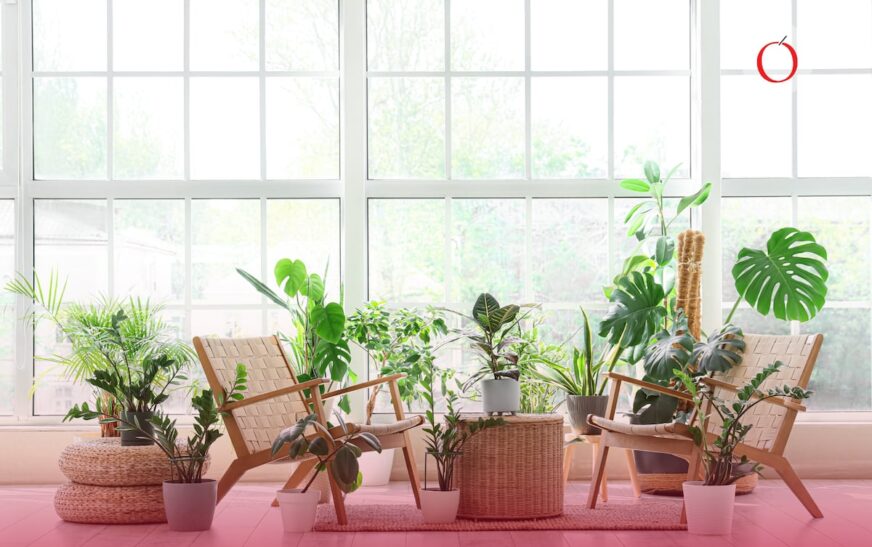Estas plantas podrían estar saboteando la energía de tu casa, según el feng shui
